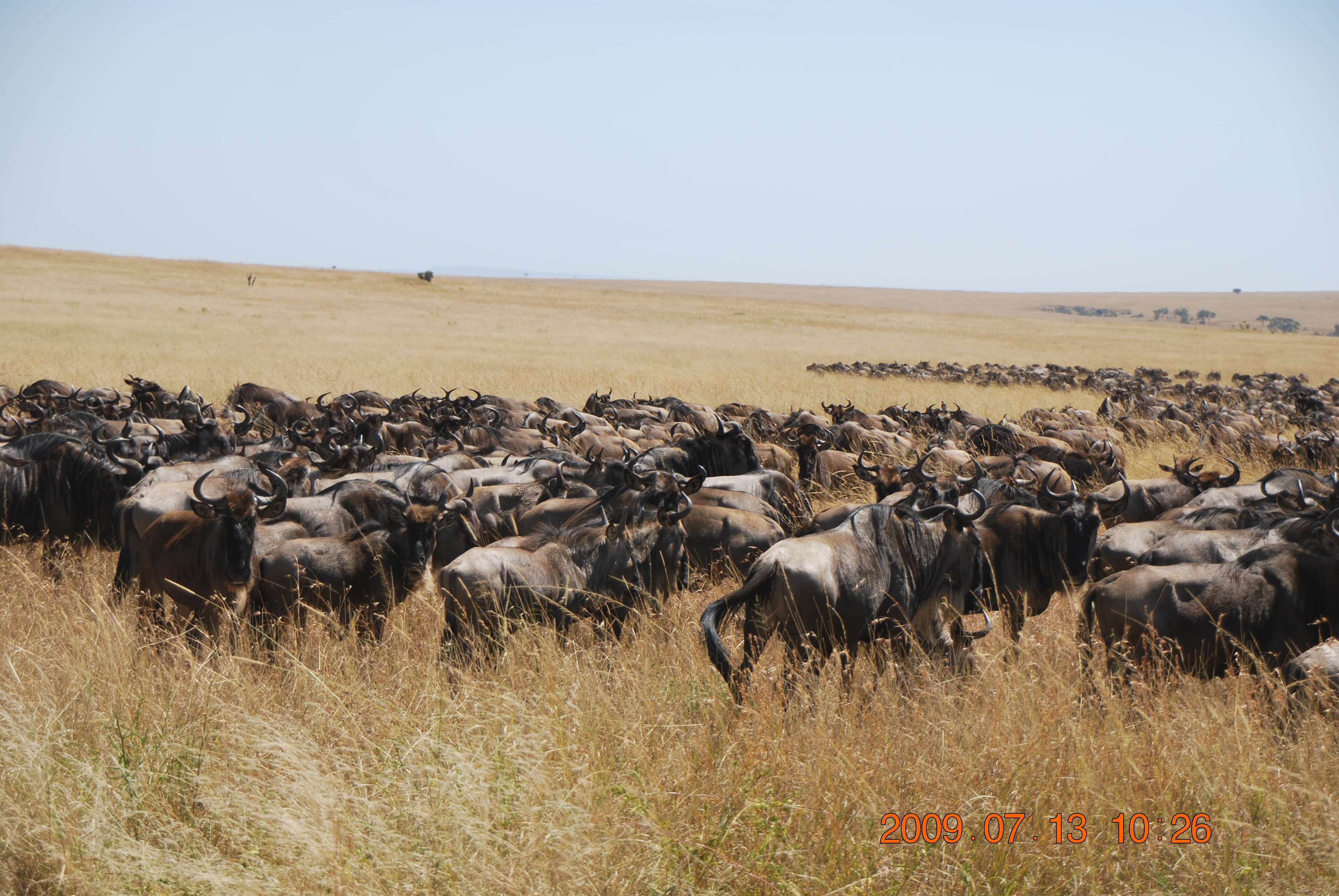 Kenia una experiencia inolvidable - Blogs de Kenia - El cruce del río Mara. (6)